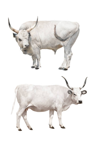 istock Hungarian gray cow and bull on a white 1190545693