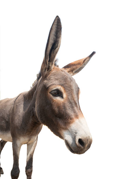 retrato de burro aislado en blanco - orejas de burro fotografías e imágenes de stock