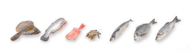 seafood on a white background. - catch of fish gilt head bream variation fish imagens e fotografias de stock