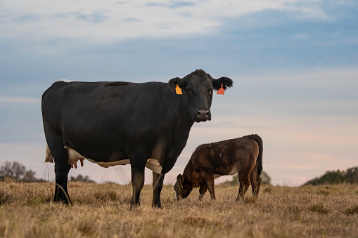 Angus crossbred cow and calf standing against a twilight sky while looking at the camera.