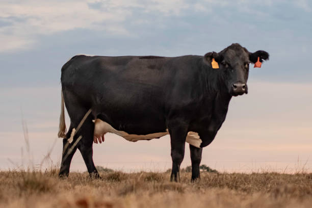 istock Angus crossbred cow at dusk 1190554115