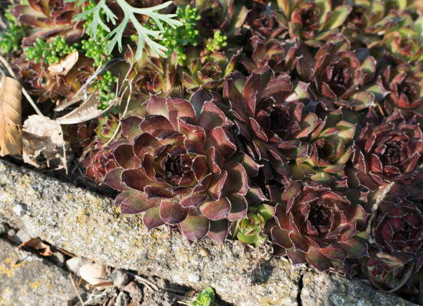 istock Sempervivum, houseleeks or liveforever in spring garden 1190554369