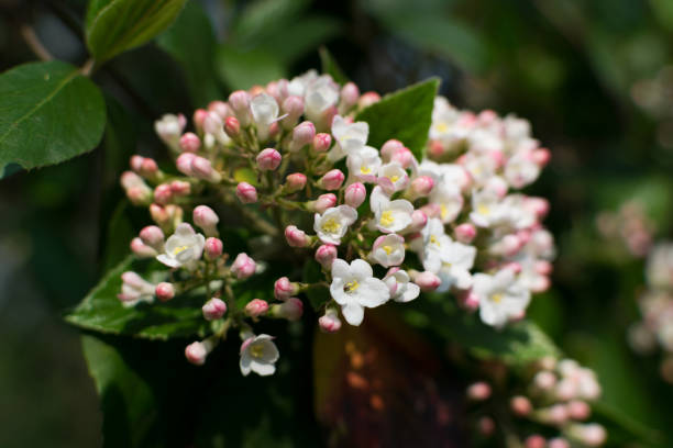 istock Weigela on blurred background close up with bokeh 1190554392