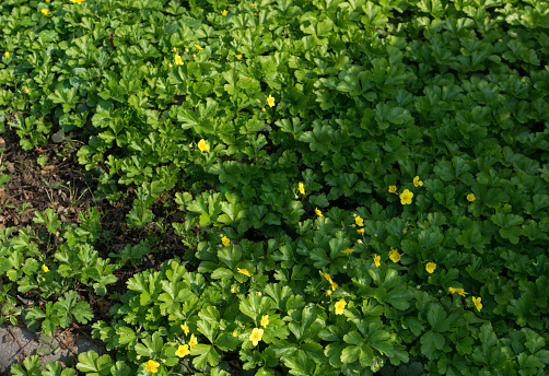 Small yellow flowers of Appalachian barren strawberry or Waldsteinia ternata in spring garden