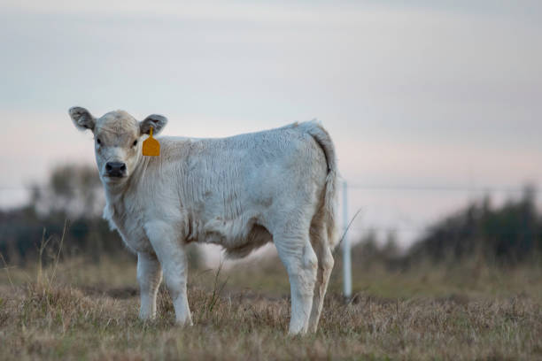 istock White calf shot at dusk from low angle 1190554425