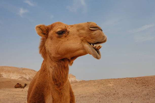 istock Camel in Israel desert, funny close up 1190555512