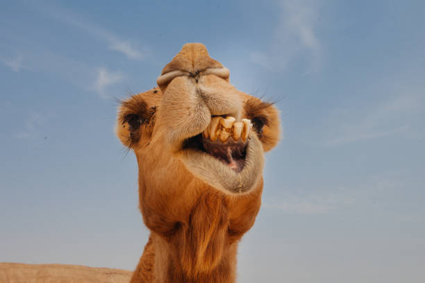 istock Camel in Israel desert, funny close up 1190555554