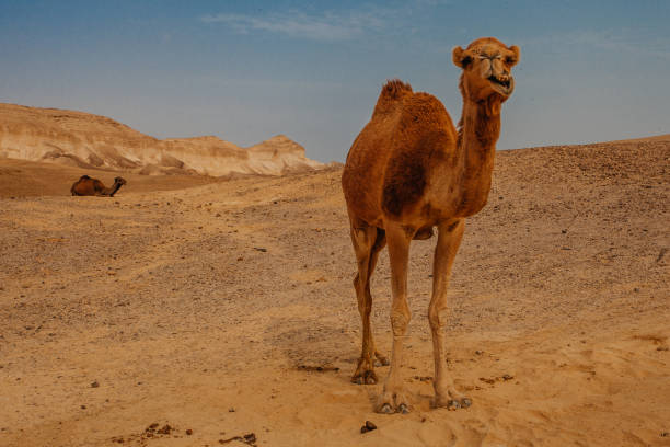 cammello nel deserto in israele, negev - camel smiling israel animal foto e immagini stock