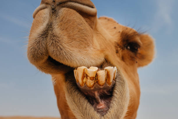 cammello nel deserto d'israele, divertente primo tempo - camel smiling israel animal foto e immagini stock