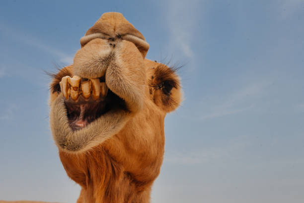 cammello nel deserto d'israele, divertente primo tempo - camel smiling israel animal foto e immagini stock