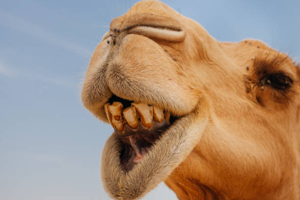 istock Camel in Israel desert, funny close up 1190555627