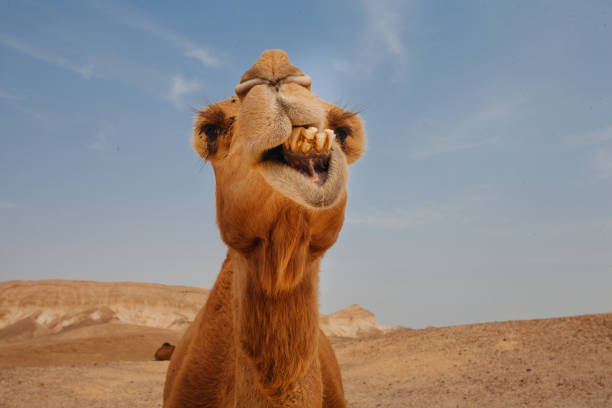 istock Camel in Israel desert, funny close up 1190555646