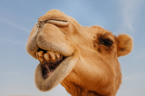 istock Camel in Israel desert, funny close up 1190555656