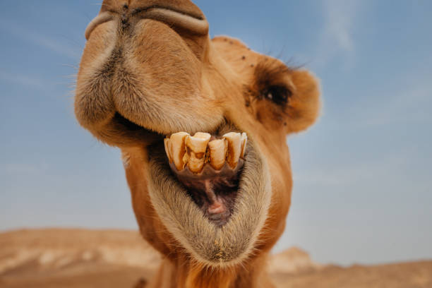 cammello nel deserto d'israele, divertente primo tempo - camel smiling israel animal foto e immagini stock