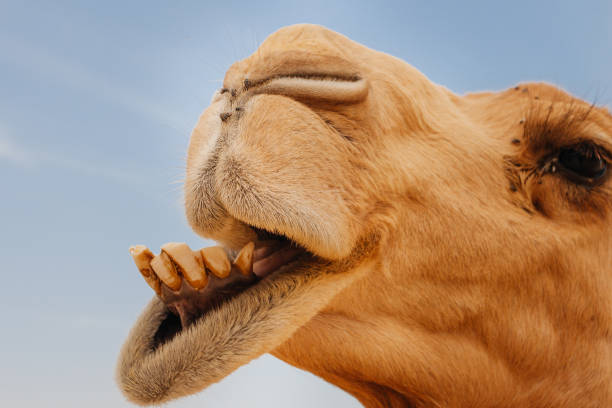 cammello nel deserto d'israele, divertente primo tempo - camel smiling israel animal foto e immagini stock