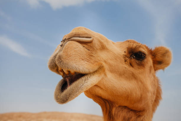 kamel in israel wüste, lustige nahaufnahme - kamel stock-fotos und bilder