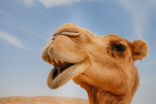 Close-up view of curious camel against sand dunes of desert, Sultanate of Oman.