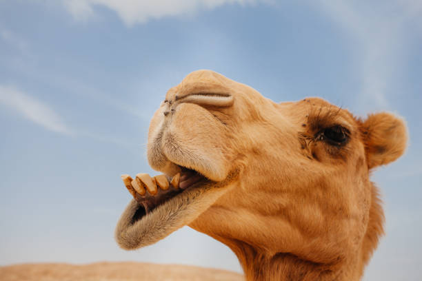 istock Camel in Israel desert, funny close up 1190555813