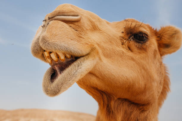 istock Camel in Israel desert, funny close up 1190555938