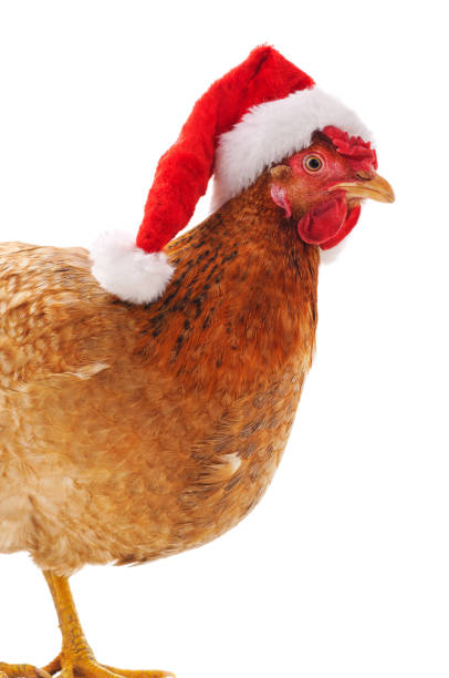 Chicken in a Christmas hat.