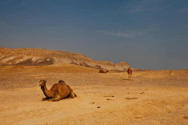 cammello nel deserto in israele, negev - camel smiling israel animal foto e immagini stock