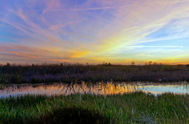 istock Louisiana Swamp sunset silhouette and reflections 1190556039