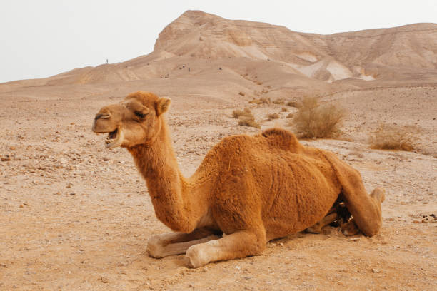 cammello nel deserto in israele, negev - camel smiling israel animal foto e immagini stock
