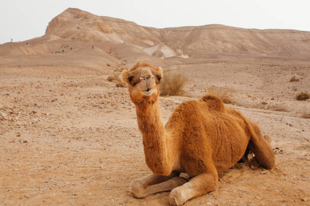 cammello nel deserto in israele, negev - camel smiling israel animal foto e immagini stock