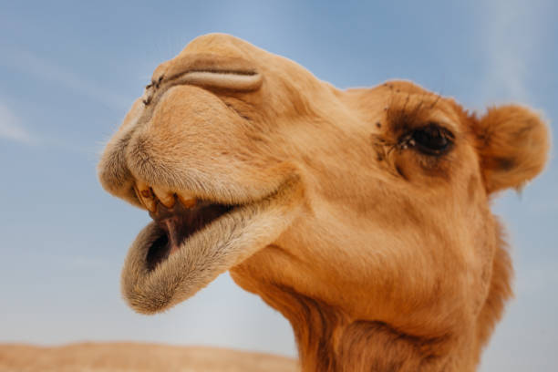 istock Camel in Israel desert, funny close up 1190556601