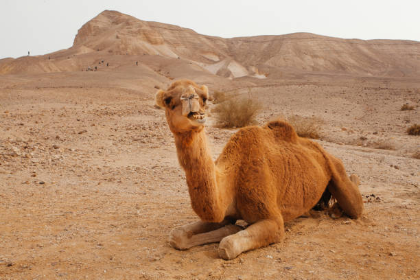 cammello nel deserto in israele, negev - camel smiling israel animal foto e immagini stock