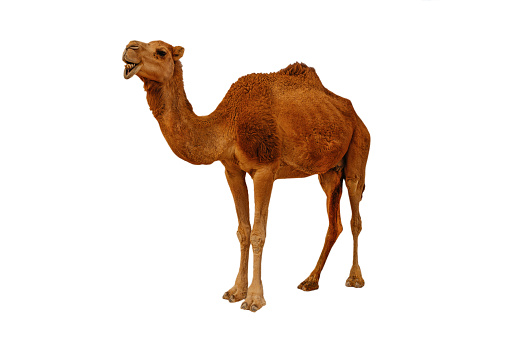 Camel aislado sobre el fondo blanco photo