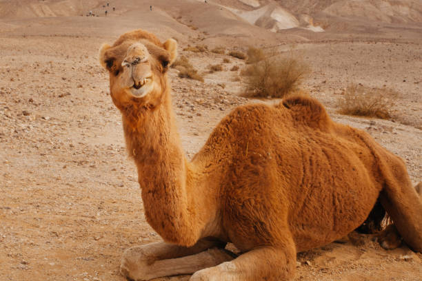 cammello nel deserto in israele, negev - camel smiling israel animal foto e immagini stock