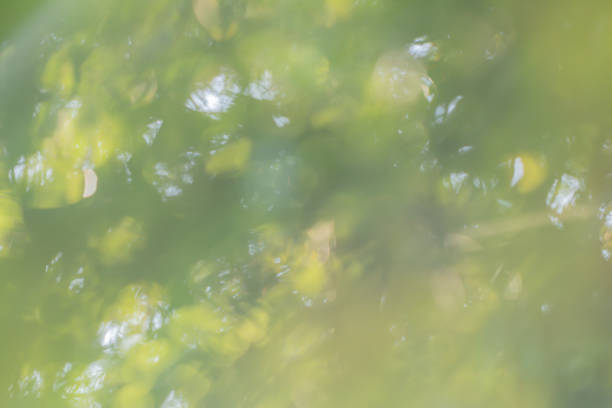 istock Selective focus bokeh in nature background.Green color blurred abstract background. 1190556736