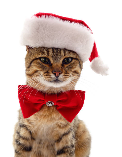 istock Cat in a Christmas hat and butterfly. 1190556754