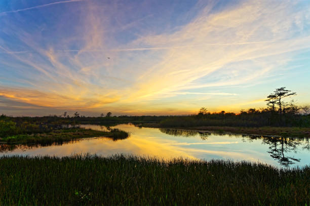 istock Louisiana Swamp sunset silhouette and reflections 1190556948