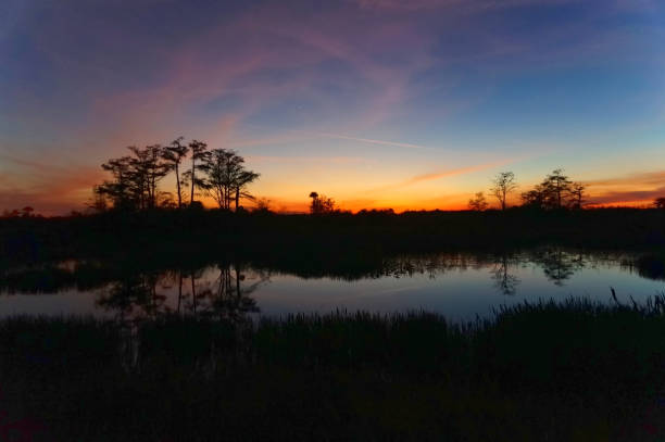 istock Louisiana Swamp sunset silhouette and reflections 1190557075