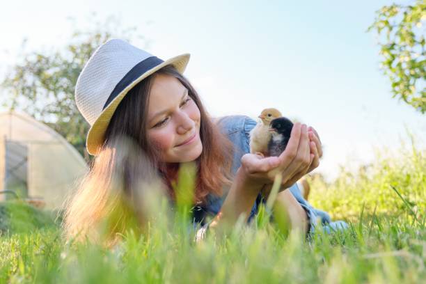 land rustikalen stil, schöne lächelnde teenager-mädchen mit neugeborenen baby hühner - baby chicken human hand young bird bird stock-fotos und bilder