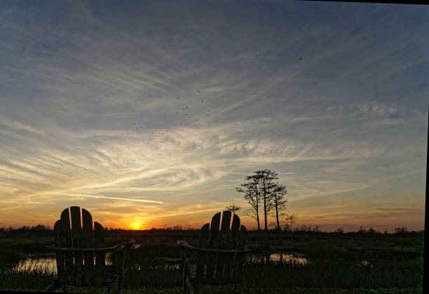 istock bird perched in a tree at sunset in the Florida Swamp 1190559156