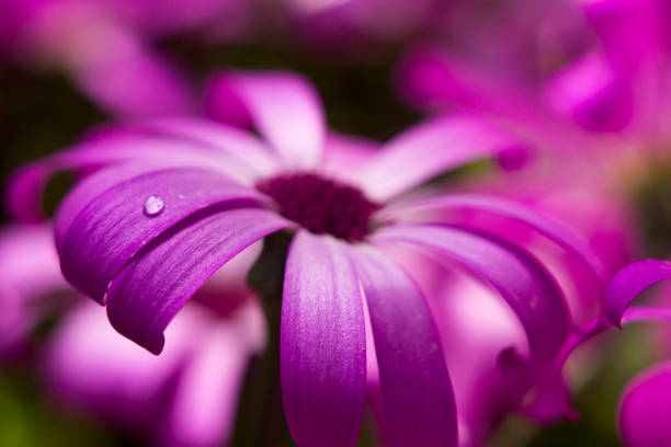 istock Flower with water droplet 1190559991