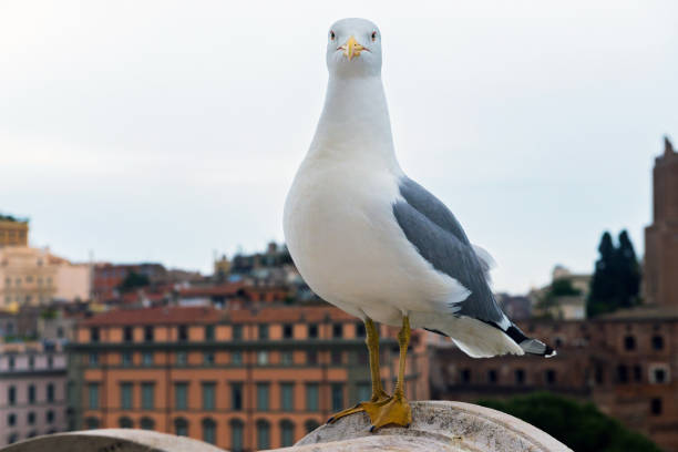 istock Macro portrait of seagull 1190565383
