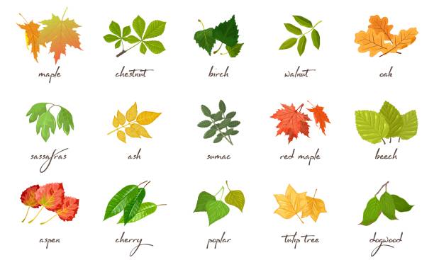 illustrations, cliparts, dessins animés et icônes de grand vecteur réglé avec les feuilles jaunes, rouges, vertes de différents genres d'arbres et d'arbustes - beech leaf