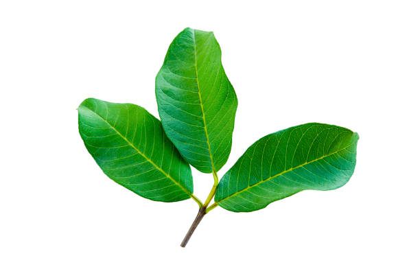 leaves of guava isolated on a white background stock photo