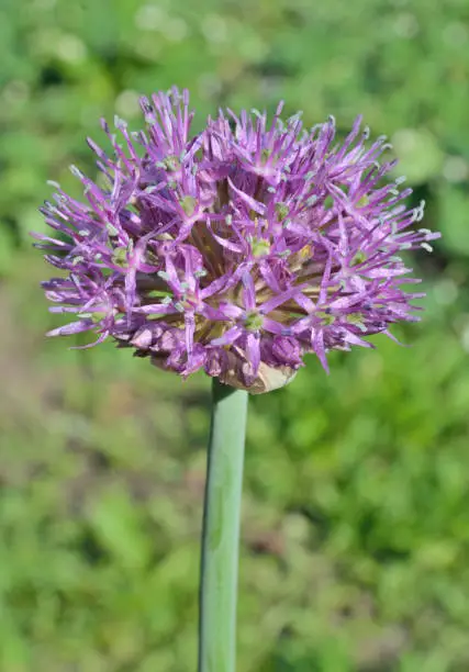 A close up of the blooming garlic.