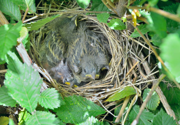istock Nest with nestlings 2 1190568284