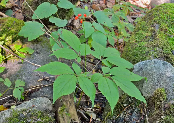 Photo of Ginseng (Panax ginseng) 2