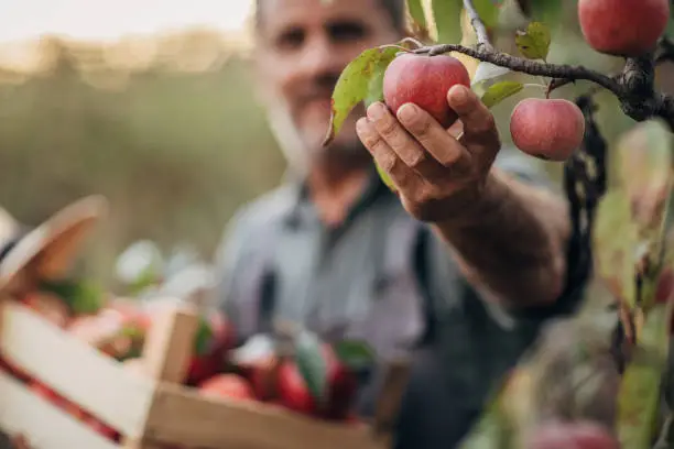 A smiling farmer picks a ripe apple