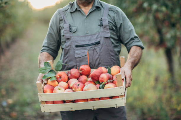 istock Farmer holding a crate with apples on his farm 1190568473
