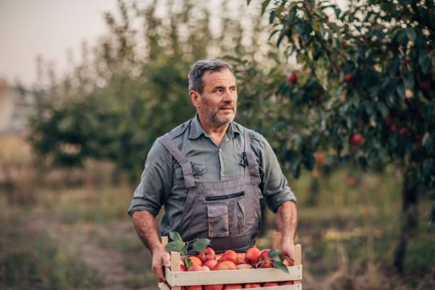 istock A smiling farmer picks a ripe apple 1190568533