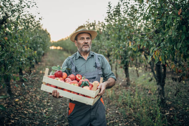 istock An elderly farmer carries an picked apple through an orchard 1190568535