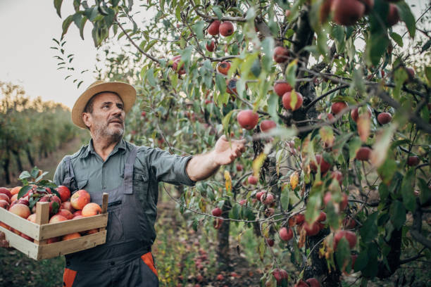 istock The farmer picks a ripe apple 1190568581